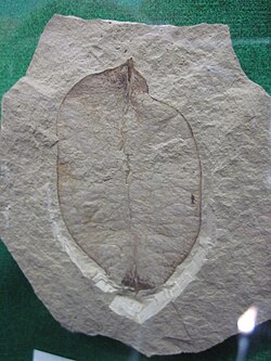 Koelreuteria dilcheri, 15 Feb 2026