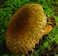 Leucopholiota decorosa