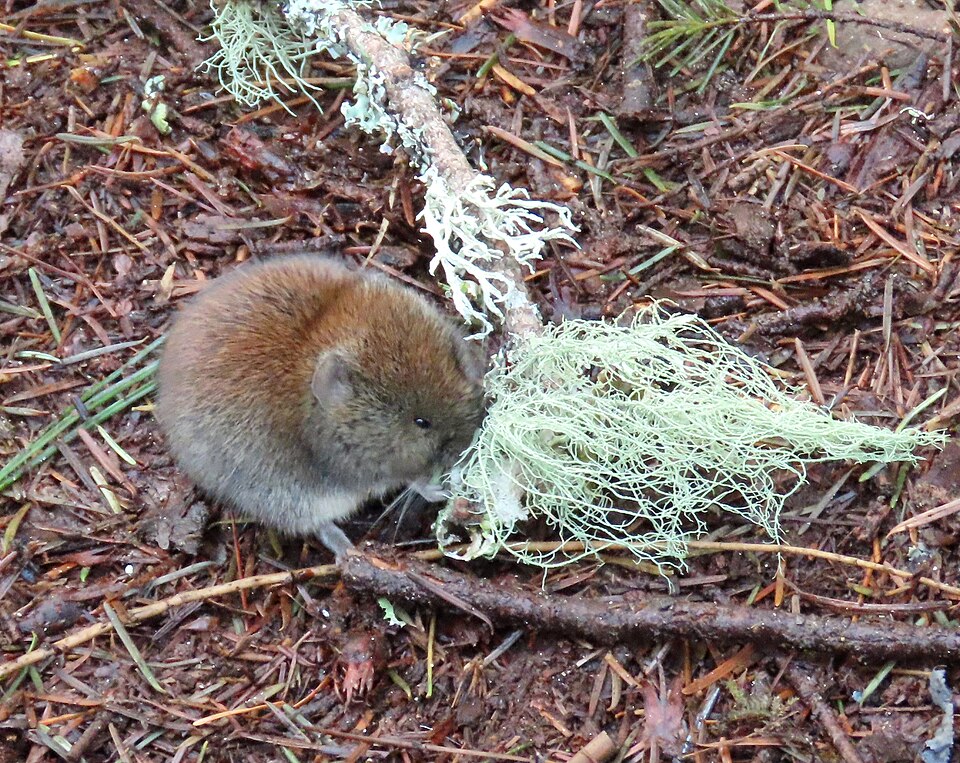 File:Myodes gapperi 110880512.jpg