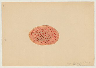 watercolor of a Nudibranch