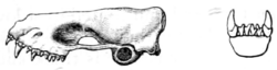 Drawing of bat skull