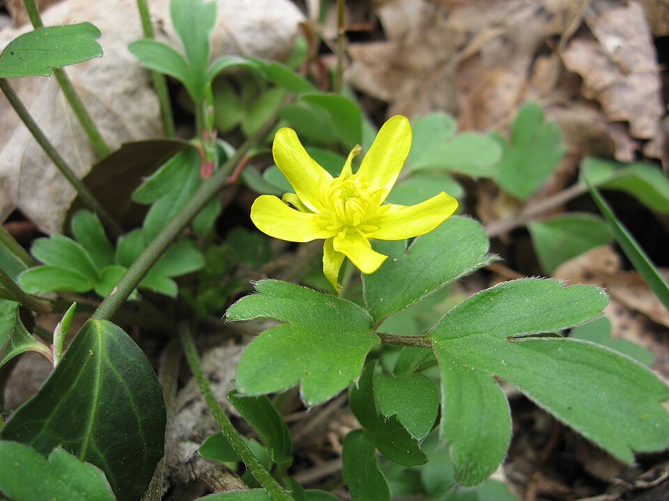 File:Ranunculus fascicularis.jpg
