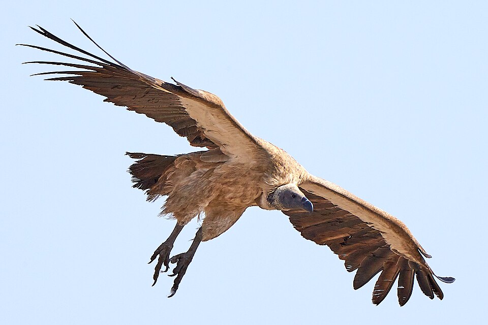 File:White-backed Vulture Coming In 2019-07-24.jpg