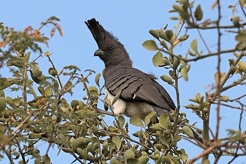 White-bellied go-away bird Corythaixoides leucogaster Ethiopia