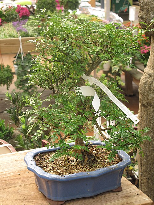 File:Zanthoxylum piperitum bonsai.jpg