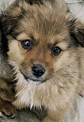 Image 28A mongrel puppy (from Puppy)