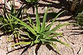 Agave bracteosa (spider agave)