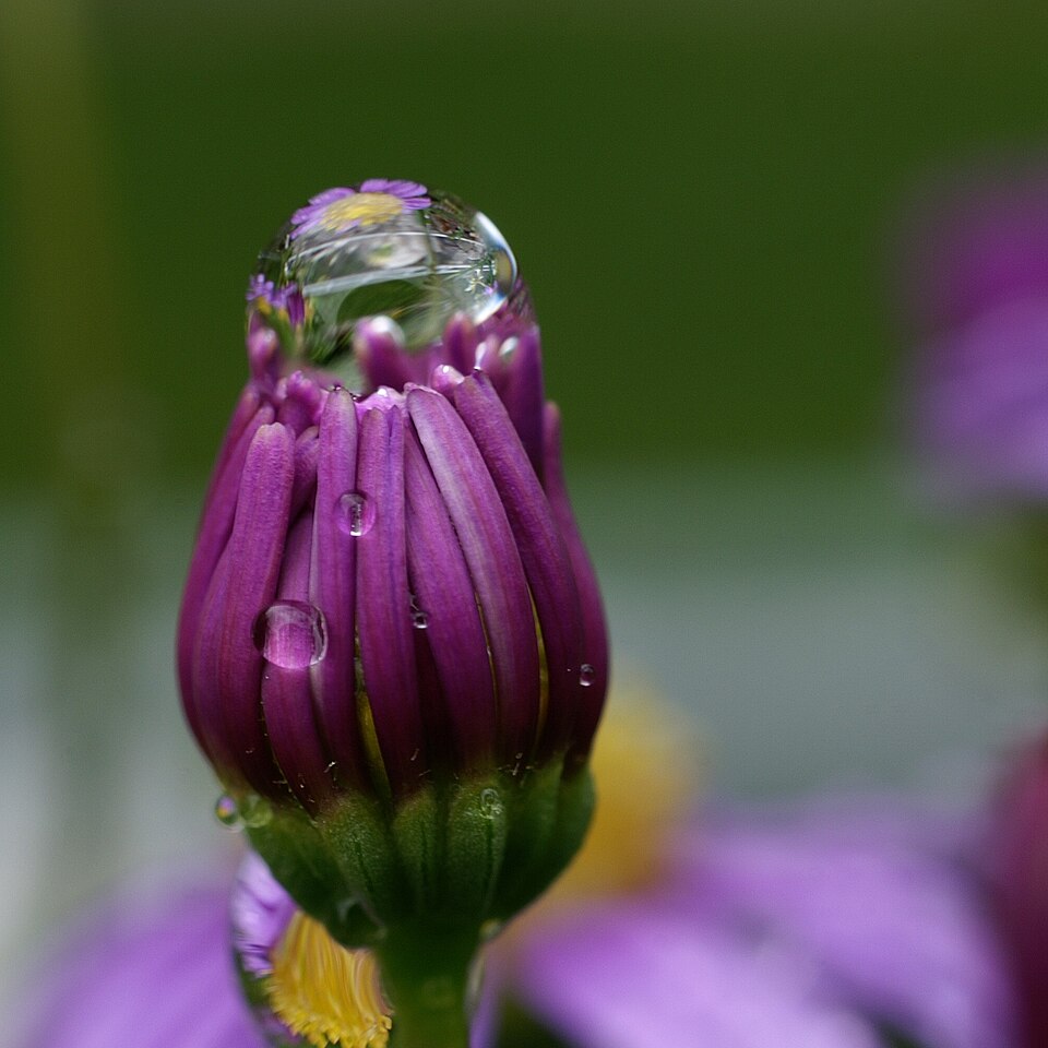 File:Asteraceae03.JPG