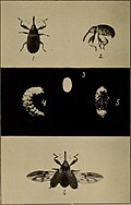 Thumbnail for version as of 22:58, 11 August 2015