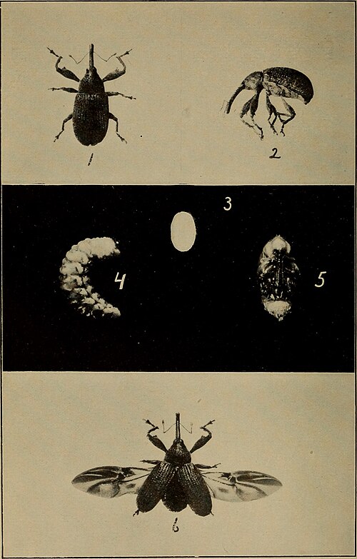 File:Bulletin (1904) (20402387206).jpg