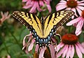 Eastern tiger swallowtail