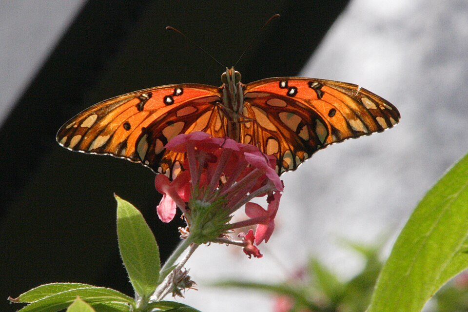File:Gulf Fritillary.JPG