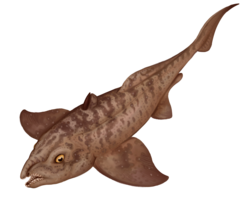 Helodus simplex