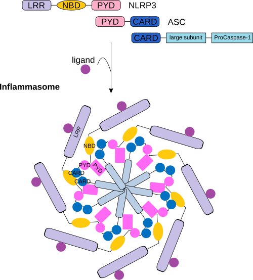 File:Inflammasome vector.svg