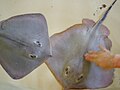 Red stingrays