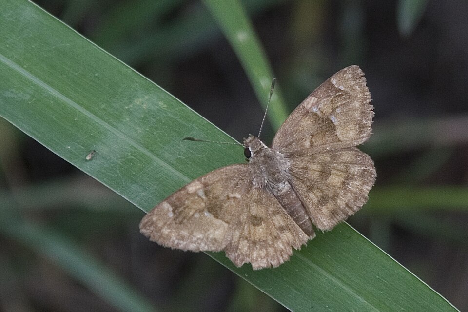 File:Sarangesa phidyle-01 (xndr).jpg