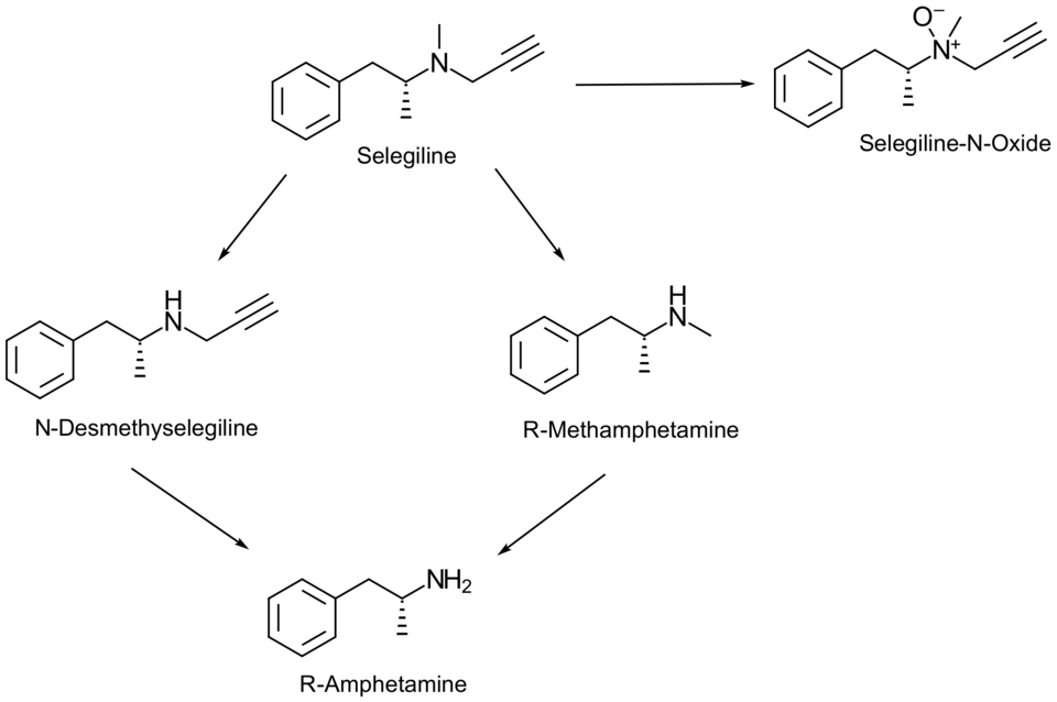 File:SelegilineMetabolism.png