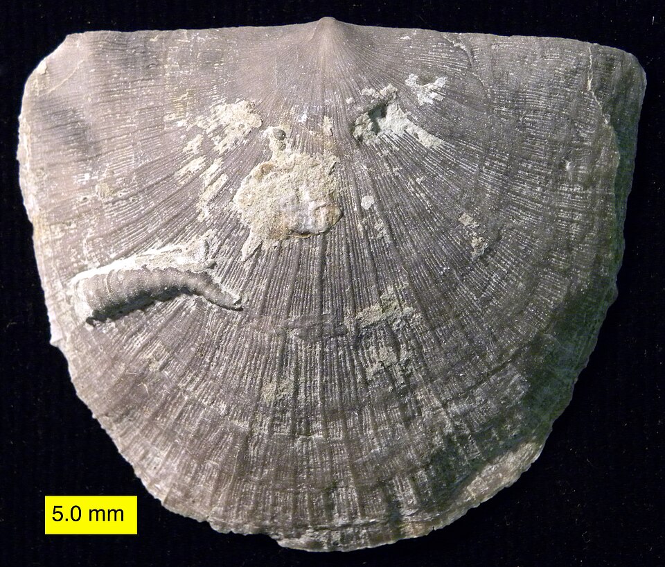 File:StrophomenidCornulitidOrdovician.jpg