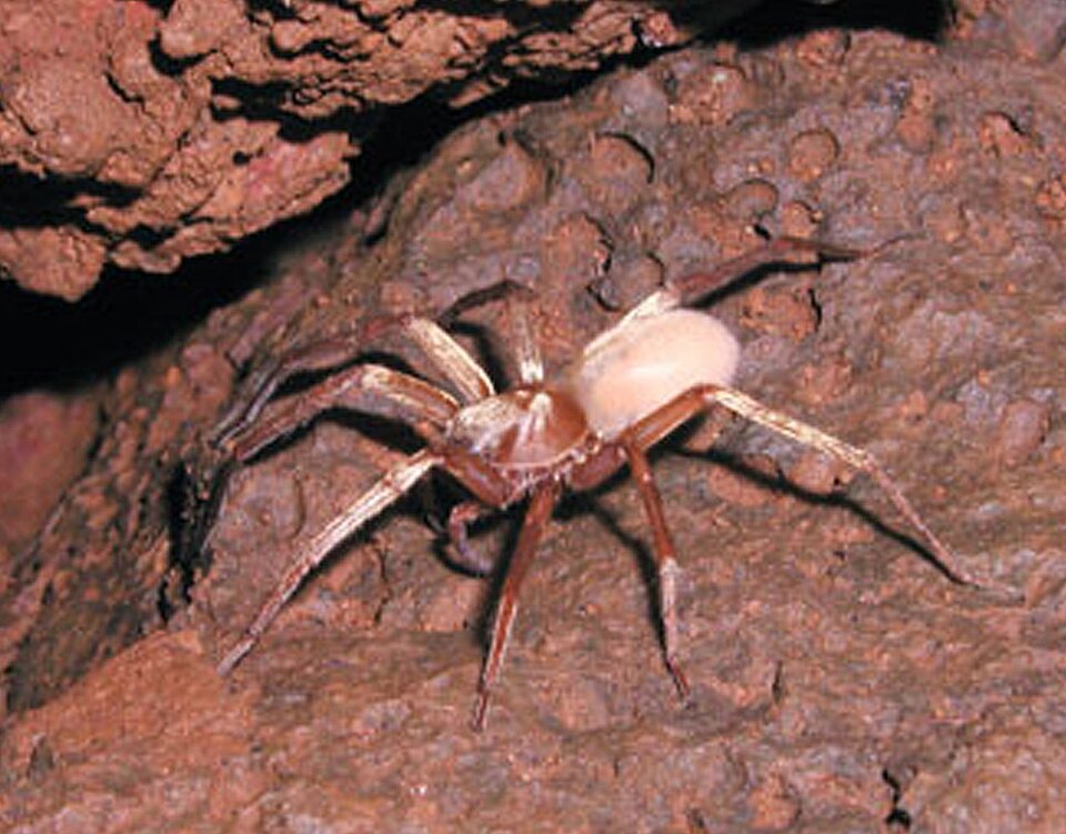 File:Adelocosa anops.jpg