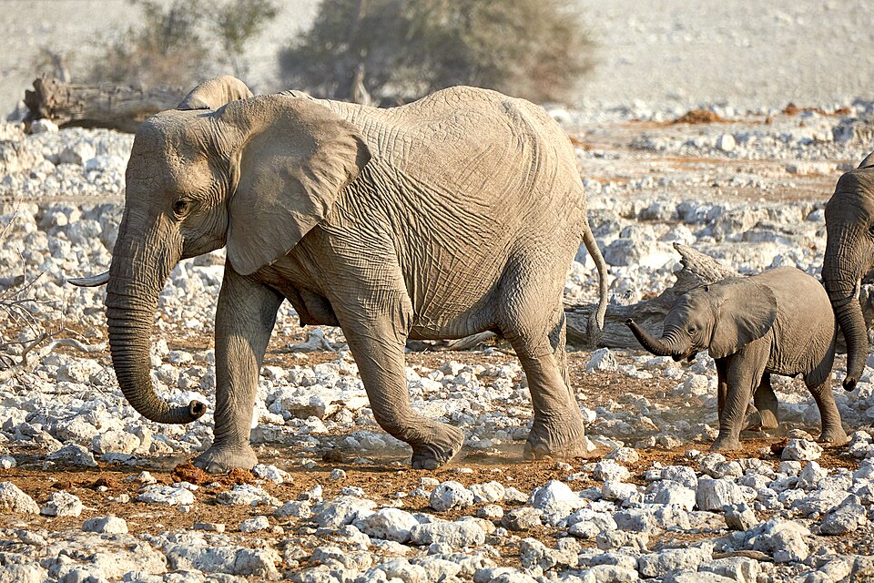 File:African Elephant Arrival 2019-07-25.jpg