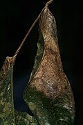 Cocoon