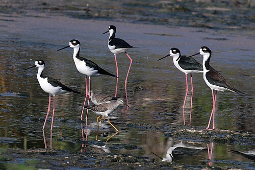 Black-necked stilts Himantopus mexicanus Cuba