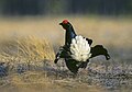 Black grouse