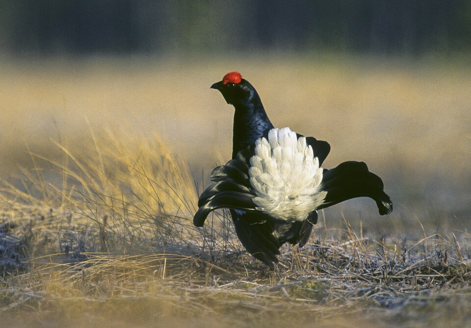 File:Black Grouse - Finland 050068 (15357063249).jpg