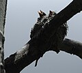 Western Wood-Pewee nest with young, Cerro Grande Trail, Bandelier National Monument