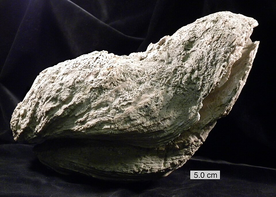 File:Crassostrea gigantissima (Finch, 1824).JPG