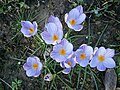 Crocus imperati'De Jager' group