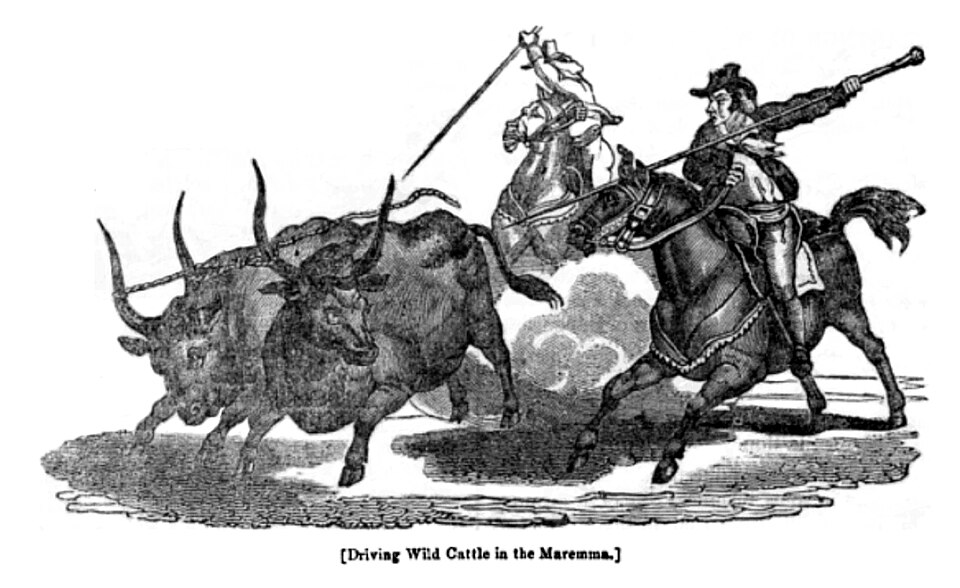File:Driving wild cattle in the Maremma.jpg