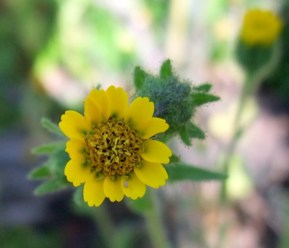 File:Holocarpha macradenia.jpg
