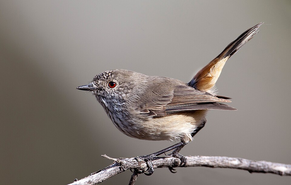 Inland thornbill (created by Peter Jacobs; nominated by Crisco 1492)