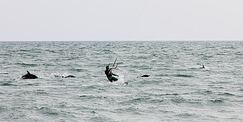 Black Sea common dolphins with a kite-surfer off Sochi