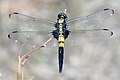 O. t. malaccense, young male