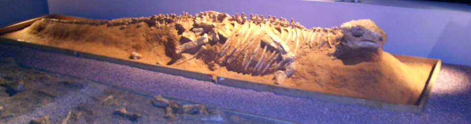 File:Pinacosaurus.JPG