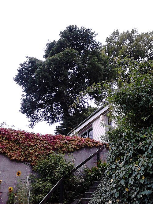 File:Possible Ulmus 'Myrtifolia'.jpg