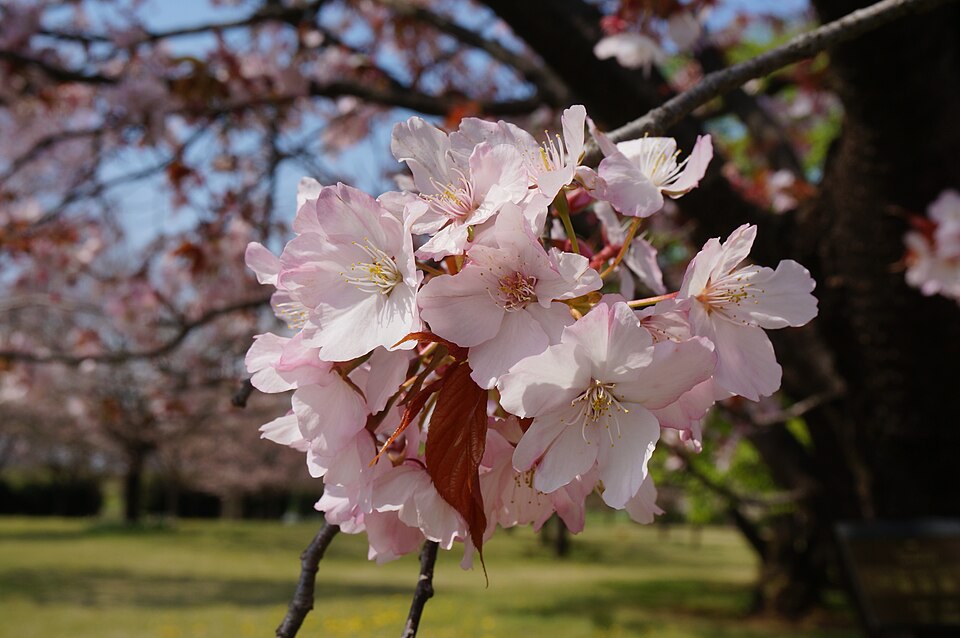 File:Prunus 'Sendaiya' センダイヤ 2.jpg