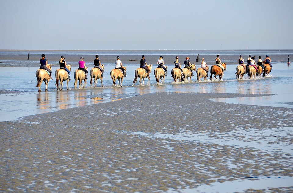 File:Reiter, Nationalpark Hamburgisches Wattenmeer.jpg