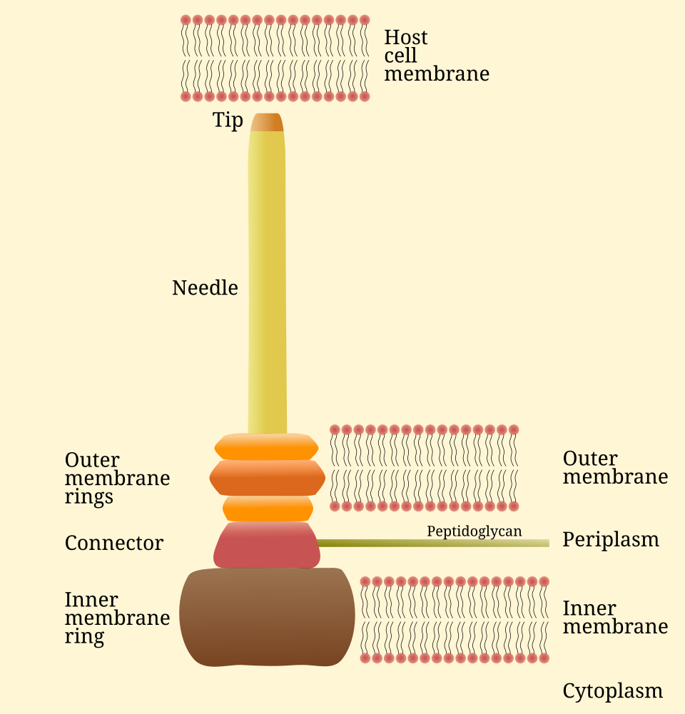 File:T3SS needle complex.svg