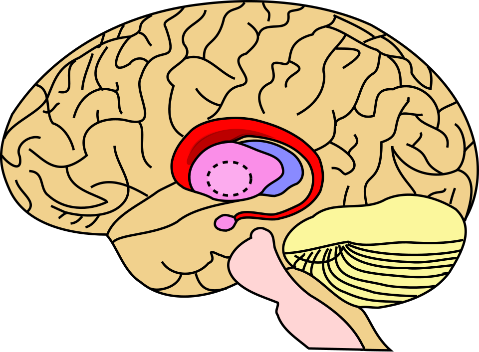 File:Caudate nucleus.svg