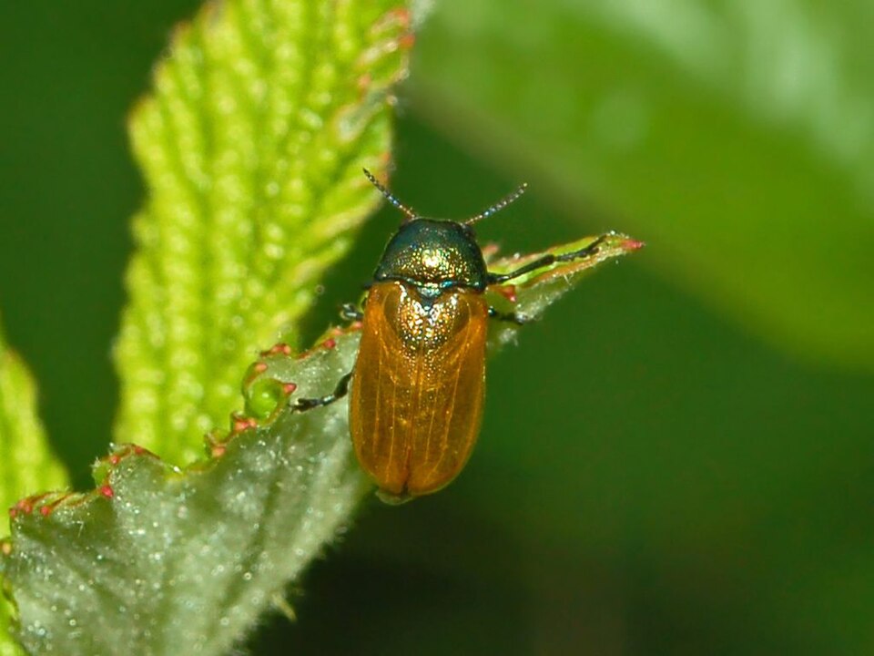 File:Chrysomelidae - Labidostomis longimana.JPG