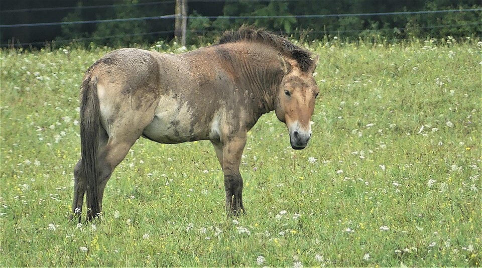File:Eurasian wild horse.jpg