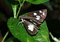 Upperside