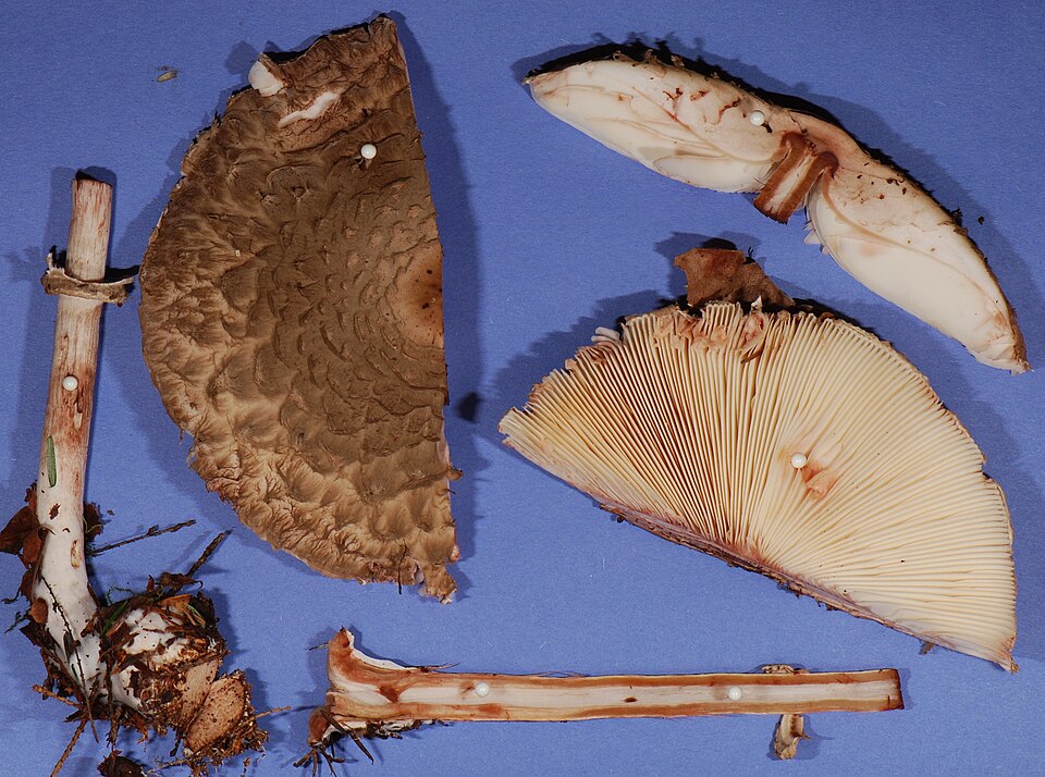 File:Lepiota rachodes disection.jpg