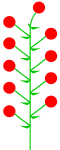 Indeterminate inflorescence with the subterminal flower to simulate the terminal one (vestige present)