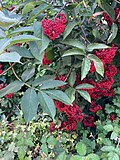 Leaves and fruits.