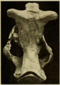 Allops serotinus, skull