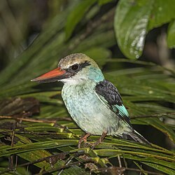 Blue-breasted kingfisher Halcyon malimbica dryas São Tomé and Príncipe
